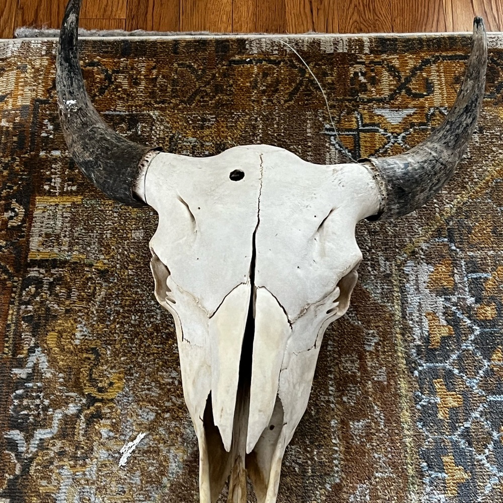 Bull skull - Picture 2 of 8